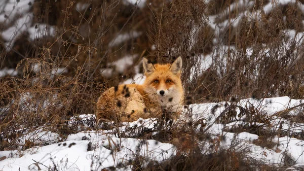 Kızıl saçlı hilekar tilki, kuru otların içinde, karda yatmaya hazırlanıyor.
