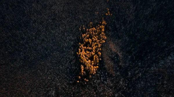 Sonbahar manzarası DJI 'de yanmış bir taygada bir parça canlı ağaç.