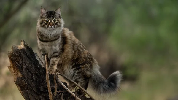 Gracioso gato siberiano fica em um toco de árvore nas orelhas da floresta picado — Fotografia de Stock