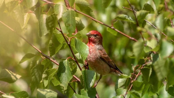 Lentilhas (pardal vermelho) em um galho de árvore — Fotografia de Stock