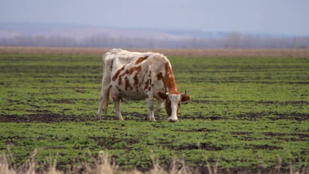 孤独的奶牛在农场的田里吃草.侧视。特写。在村子里的草地上放牛 — 图库视频影像
