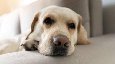 Üzgün bir Labrador köpeğinin yakın plan portresi. Pençesi kafasının altında kanepede yatıyor.