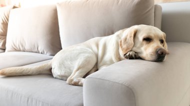 Üzgün köpek Labrador, patisi başının altında kanepede yatıyor.