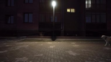 Labrador köpeği olan bir kız akşam vakti şehrin ışıklarının altında yürür.