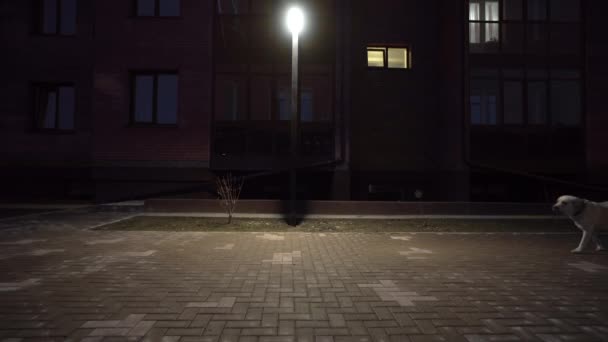 Une fille avec un chien Labrador marche dans la rue le soir sous la lumière de la ville — Video