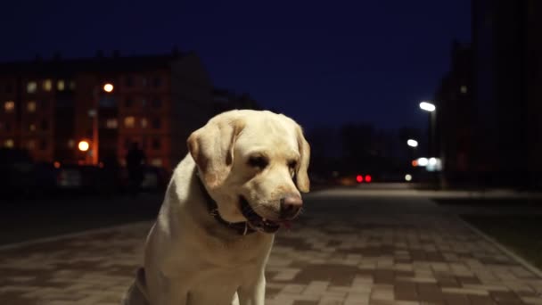 Bílý koloušek Labrador pes ve večerních hodinách na ulici je vášnivý pro hru — Stock video