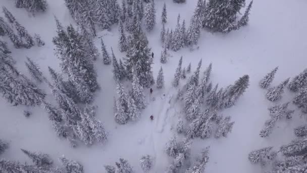 Трое парней едут через зимний заснеженный лес на лыжах и сноубордах, вид сверху — стоковое видео