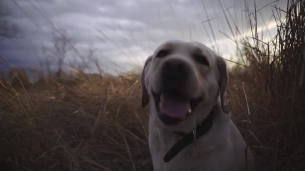 Un chien labrador est assis dans la grande herbe jaune — Video