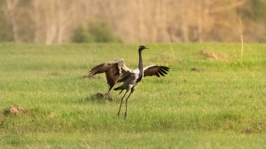 Yazın yeşil bir çayırda güzel bir vinç kanatlarını açtı.