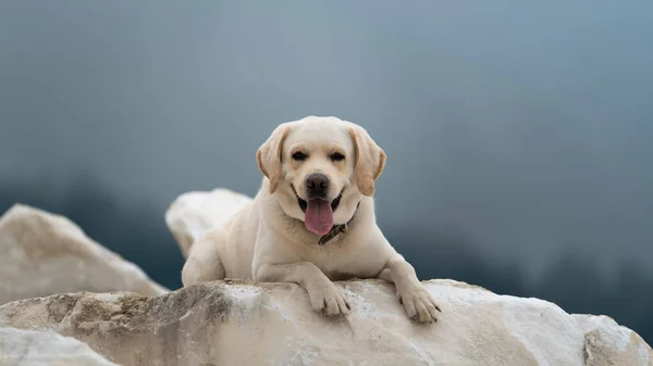 Een mooie Labrador hond gelukkig ligt op een wit marmer in de taiga bij regenachtig weer. Close-up — Stockfoto