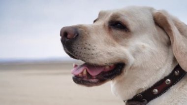 Sahilde bembeyaz bir Labrador köpeği portresi. Büyük durağan çerçeve