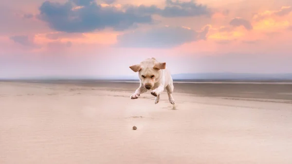 Labrador Retriever hond springt in het zand achter een rots bij zonsondergang — Stockfoto