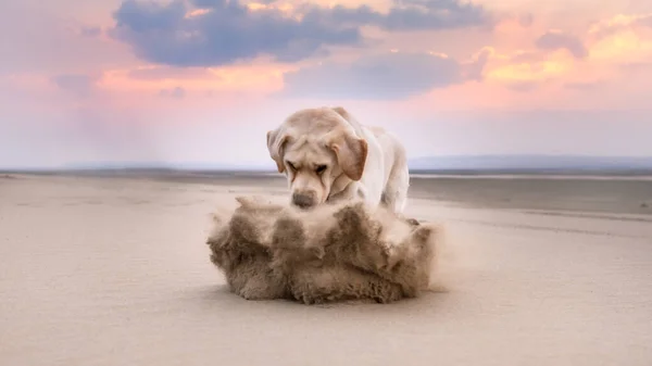 Een Labrador Retriever hond springt in het zand achter een rots bij zonsondergang. zandgolf — Stockfoto