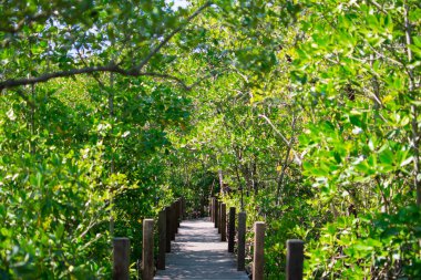 Mangrove forest, green trees at the estuary of the river. This is a beautiful and refreshing nature pictures on a clear day.