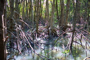 Mangrove root, the Stilt roots or  prop roots grow in the places where freshwater mixes with seawater and mud deposits