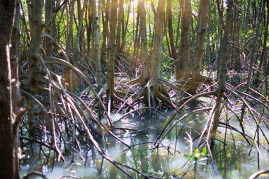 Mangrove root, the Stilt roots or  prop roots grow in the places where freshwater mixes with seawater and mud deposits