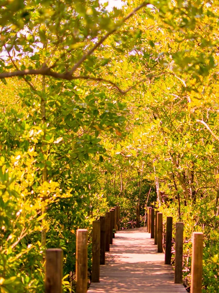 Mangrove Forest Adjust Warm Tone Green Trees Estuary River Beautiful — Foto de Stock