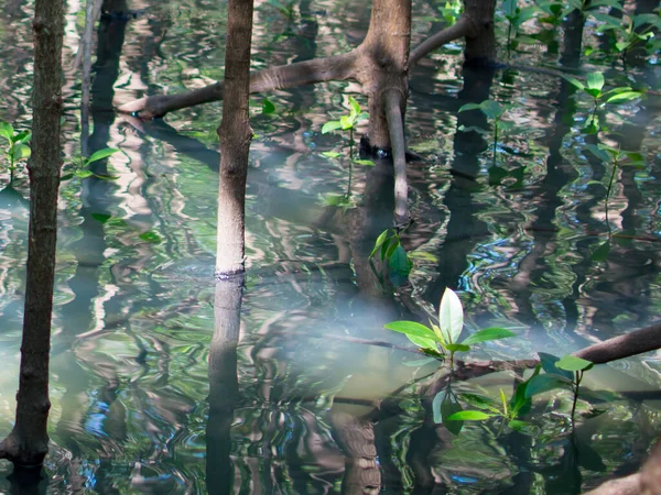 Sapling Mangrove Small Trees Growing Estuary River Have Green Leaves — Foto Stock