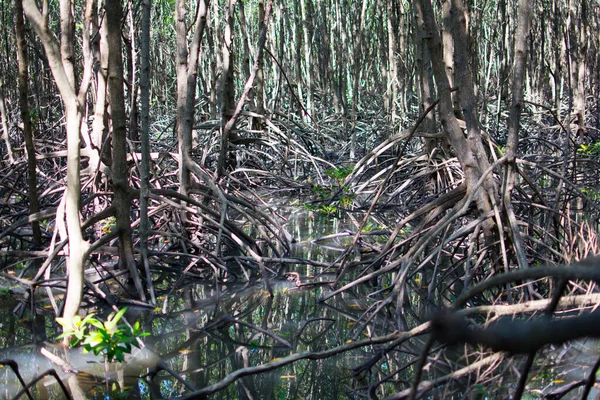 Mangrove Root Stilt Roots Prop Roots Grow Places Freshwater Mixes — Fotografia de Stock