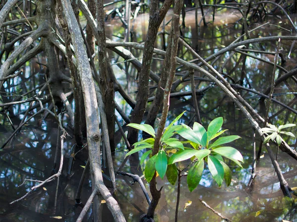 Sapling Mangrove Small Trees Growing Estuary River Have Green Leaves — Stok fotoğraf