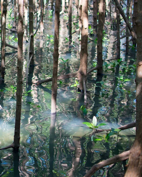 Sapling Mangrove Small Trees Growing Estuary River Have Green Leaves — ストック写真