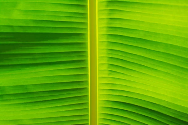 바나나 녹색을 바나나 — 스톡 사진