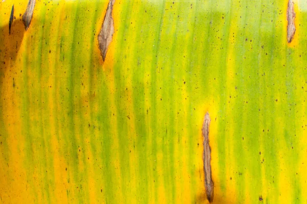 Banánlevél Egy Banánlevél Zöldnek Tűnik Sárgával — Stock Fotó