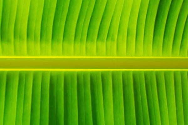 Банановые Листья Текстура Бананового Листа Зеленого Цвета — стоковое фото