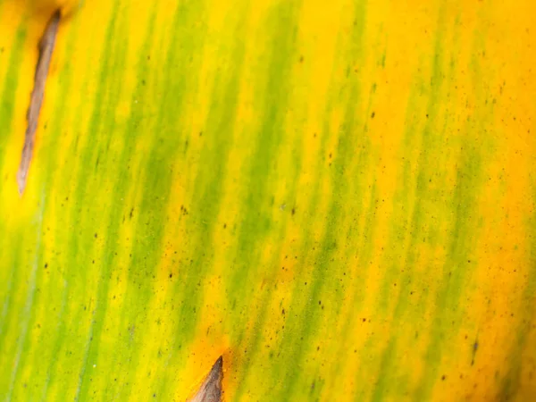 Bananenblätter Ein Bananenblatt Wirkt Wie Eine Grüne Mischung Mit Gelb — Stockfoto