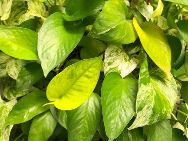 Yaprak yaprak yeşil bahçe ağacının ayrıntı bu bir saksı bitki ekili altın pothos