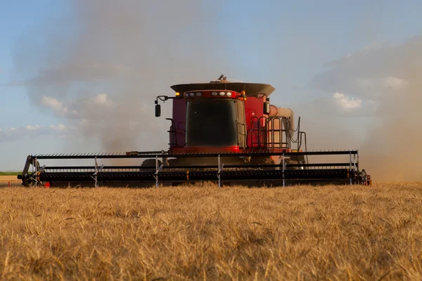 Harvesting Wheat — Stock Photo, Image