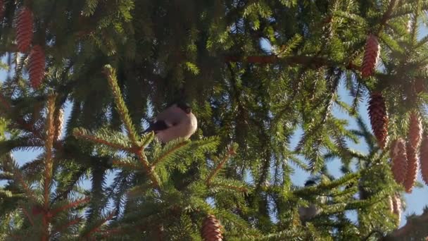 Pájaro se sienta en una rama de árbol en una mañana soleada — Vídeos de Stock