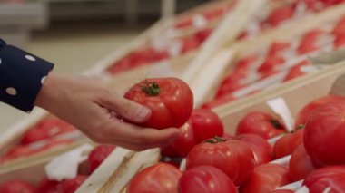Yakın plan kadın eli süpermarketteki domates kutusundan olgun kırmızı domatesleri alır. Mağazada ürün seçip satın alma kavramı, satışlar.