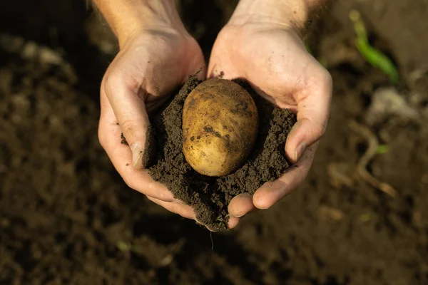Petani laki-laki close-up tangan mengupas kentang dari tanah — Stok Foto