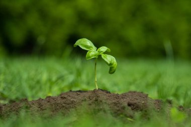 Tohumlar verimli topraklardan yetişir. Ekoloji ve ekolojik denge kavramı
