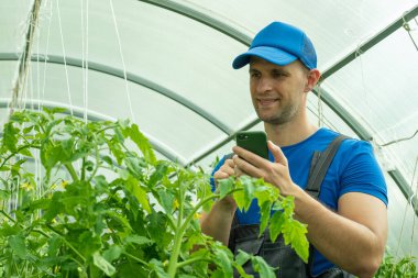 Organik çiftçi serada organik domates yetiştirmek için akıllı telefon kullanıyor.