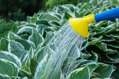 Bahçedeki çiçekleri sulama kabından suyla sulamak.