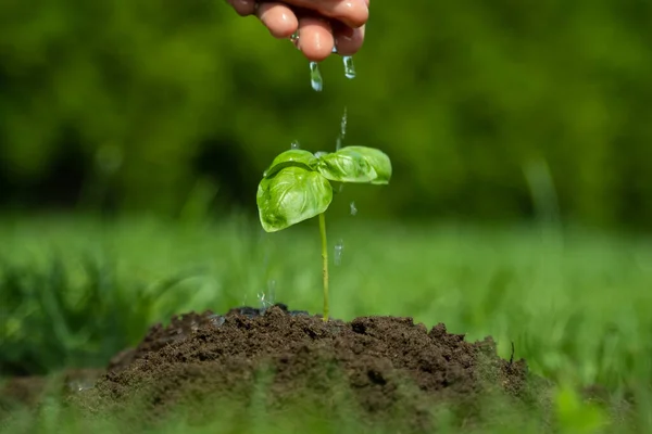 Primer plano mujer mano riego joven planta en suelo fértil — Foto de Stock