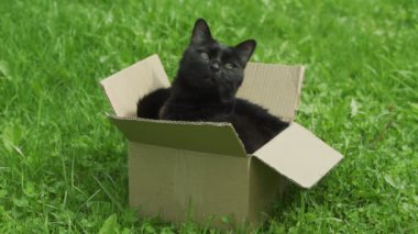 Çimlerin üzerinde karton bir kutuda oturan sevimli siyah kedi.