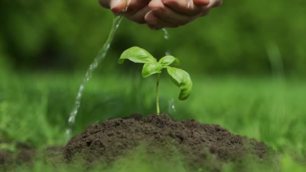 Close-up mulher mão regar planta jovem em solo fértil — Vídeo de Stock