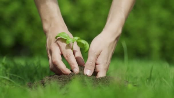 Vrouwelijke handen planten jonge planten. Begrip landbouw en milieubescherming — Stockvideo