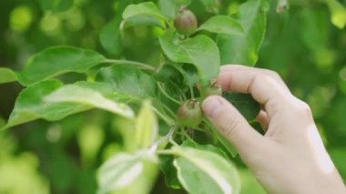 Bir kadının eli, ağaç dalındaki güzel, yeşil bir elmaya dokunur.