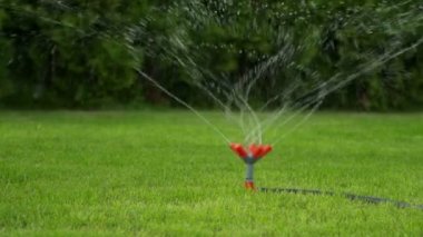 Evin arka bahçesindeki çimenler bir yaz günü fıskiye sistemiyle sulanır.