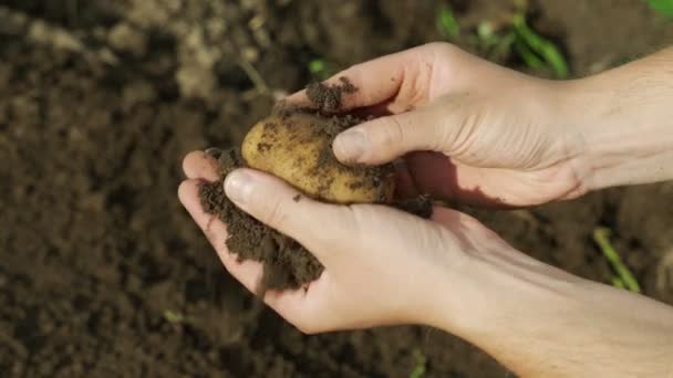 Close-up agricultor masculino mãos descascar batatas do chão — Vídeo de Stock