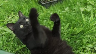 Kara kedi çimlerin üzerinde bir yaprak ile oynuyor.