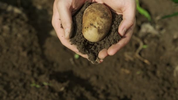 In Großaufnahme schälen männliche Bauernhände Kartoffeln aus der Erde — Stockvideo