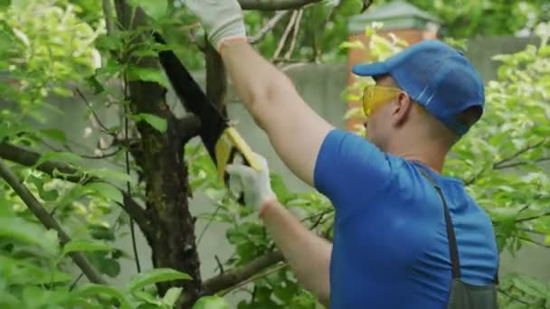 Homem usando óculos de segurança corta os ramos de árvores frutíferas no jardim com uma serra — Vídeo de Stock