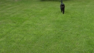 Genç siyah kedi güneşli bir günde açık yeşil çimlerin üzerinde zarif bir şekilde koşar.