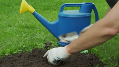 İnsan sabana bir filiz eker ve sulama tenekesiyle sular.