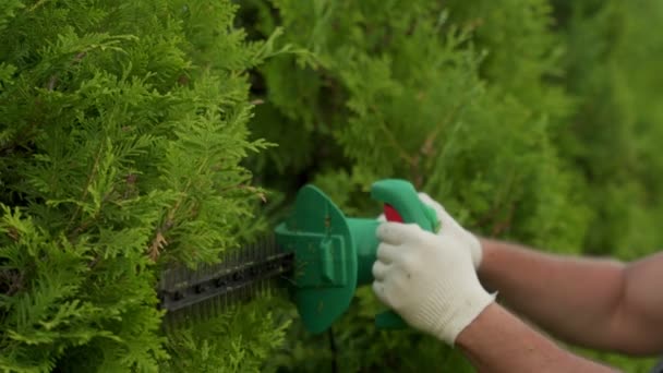 Coniferous trees are trimmed with an electric hedge trimmer to fit the shape. A man cuts a thuja with a trimmer — Stock Video